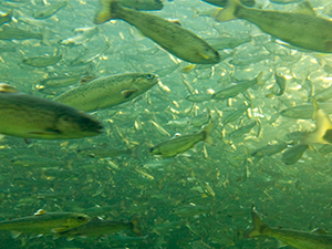 AGRI Aquaculture Webinar AGRI Aquaculture Webinar