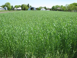 Cover Crop Field Day Cover Crop Field Day