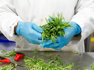 AGRI Webinar - Processors AGRI Webinar - Processors