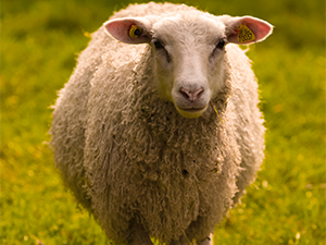 AGRI Webinar - Sheep AGRI Webinar - Sheep