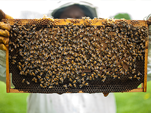 BC Honey Producers’ AGM