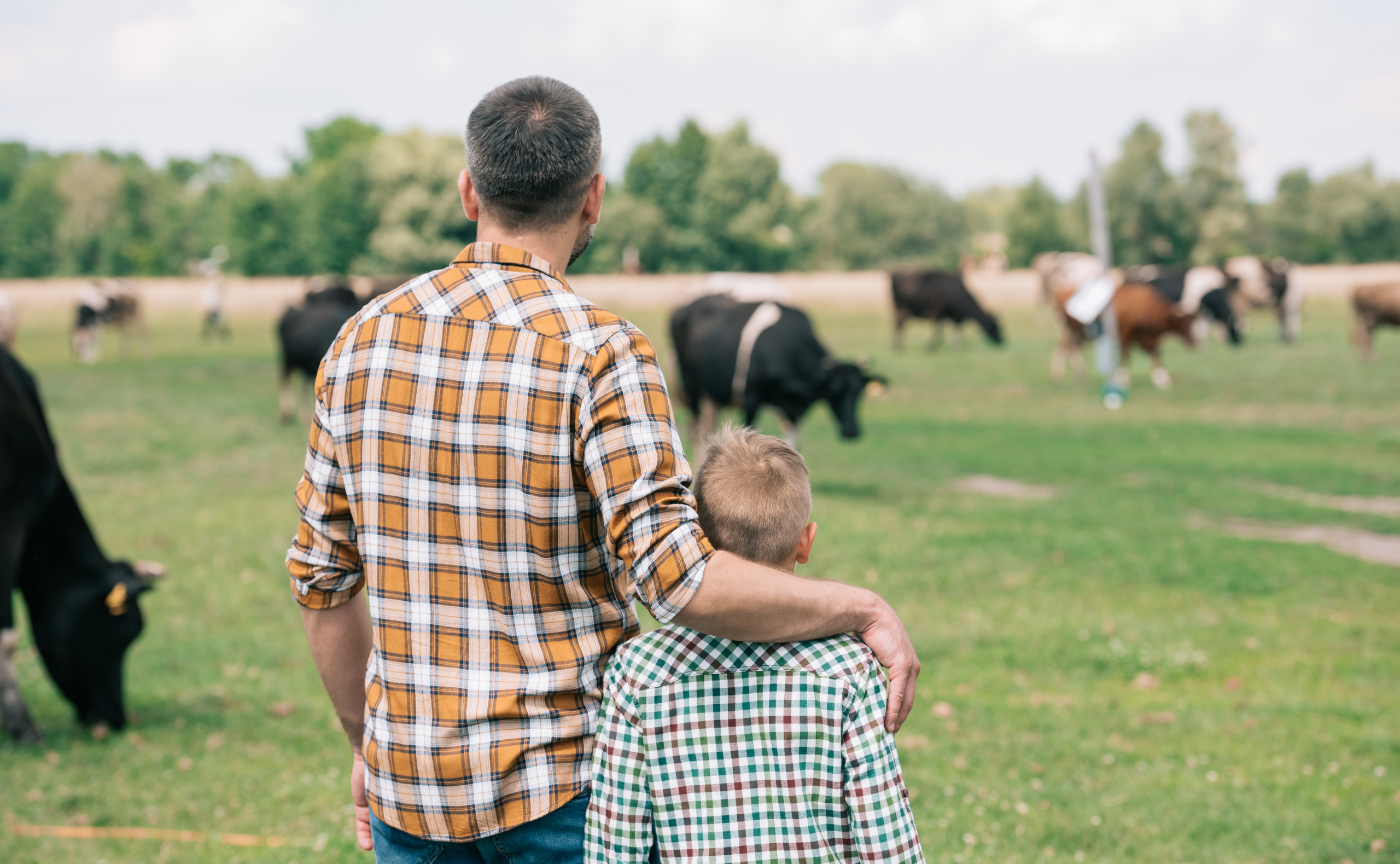 back view of father and son standing together and looking at cows grazing on farm