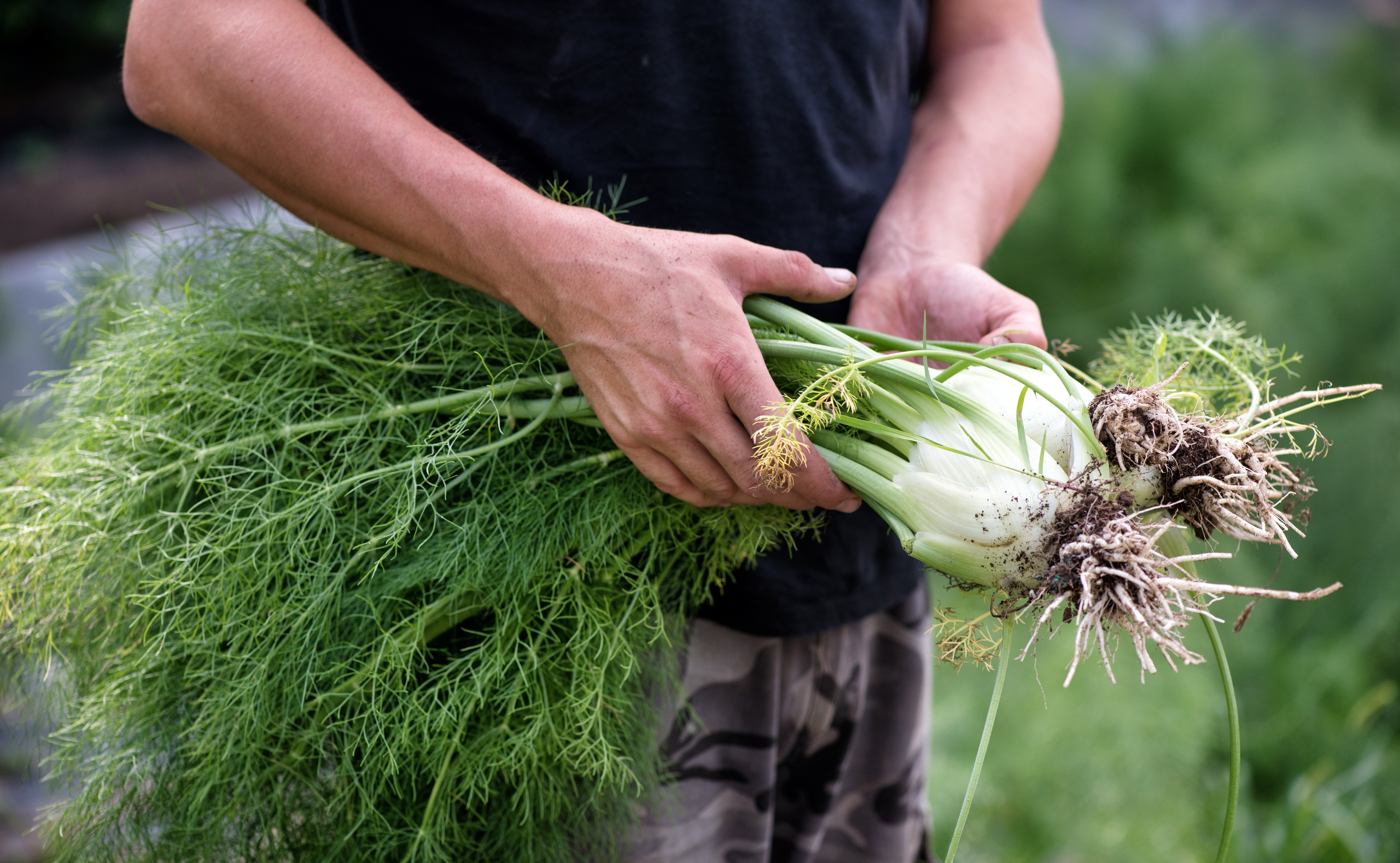 Farmer holding a bunch of freshly harvested fennel